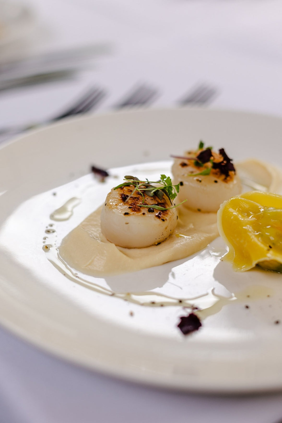 Scallops on a white plate with lemon and herbs, blurred background
